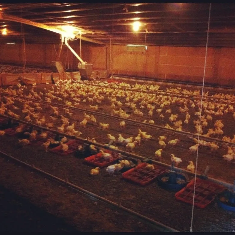 Chicken farm with many chicks under lights.