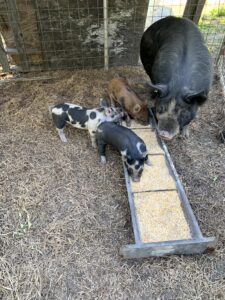 Piglets feeding from a trough with an adult pig nearby.