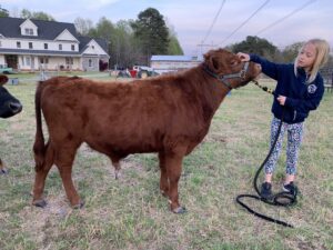Halter training calf red bull calf 2021